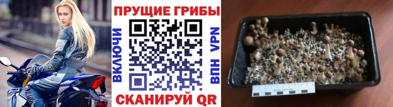 Купить где  Иноземцево  Псилоцибиновые грибы Psilocybine cubensis 